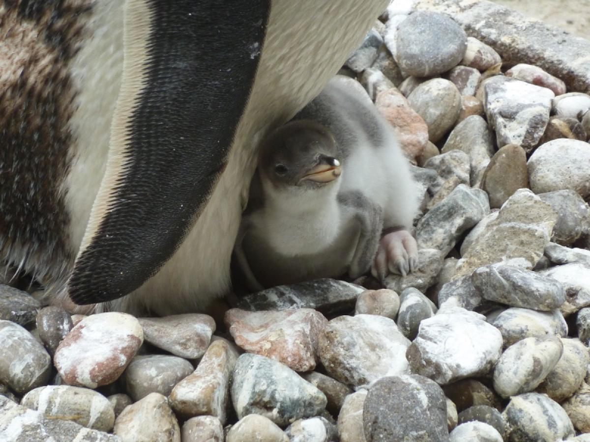 資料為體，系統為用