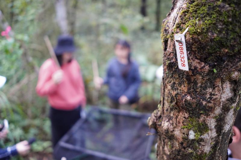種子網與木本植物編號