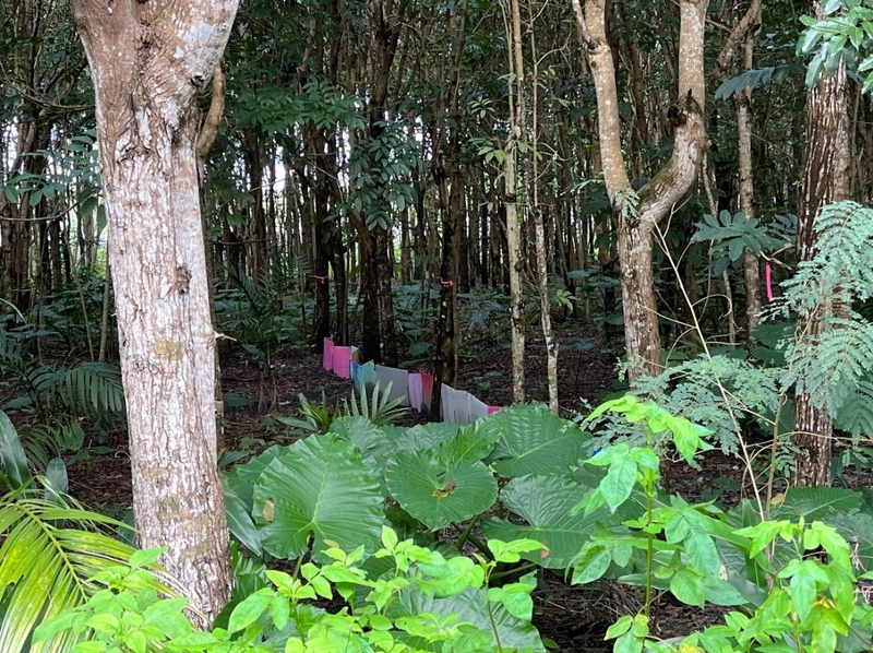 圖二：於樣區內所設置的十公尺擋板。