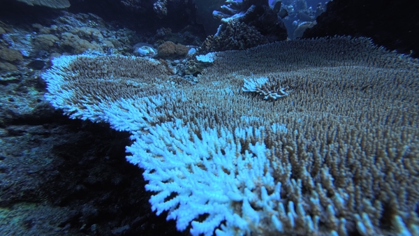 以資料管理連結海洋、生態與人文:綠島的長期社會生態核心觀測站