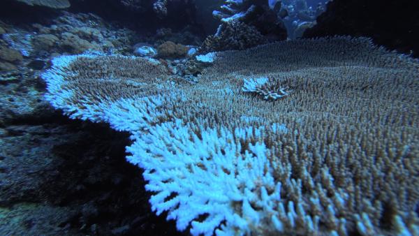以資料管理連結海洋、生態與人文：綠島的長期社會生態核心觀測站