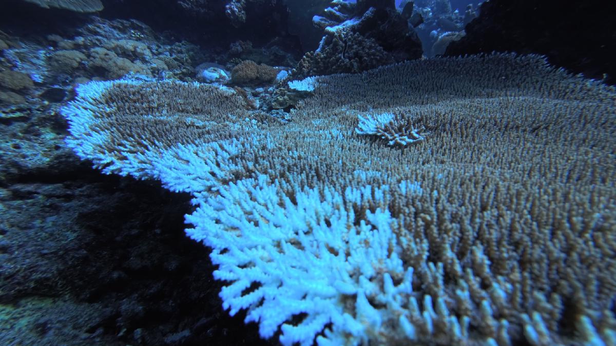 以資料管理連結海洋、生態與人文：綠島的長期社會生態核心觀測站