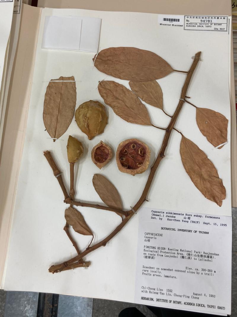 一份山柑（Capparis sikkimensis Kurz subsp. formosana (Hemsl.) Jacobs）的腊葉標本