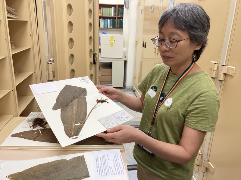 館員為我們展示王弼昭先生採集的膜葉星蕨（Microsorum membranaceum (D. Don) Ching）