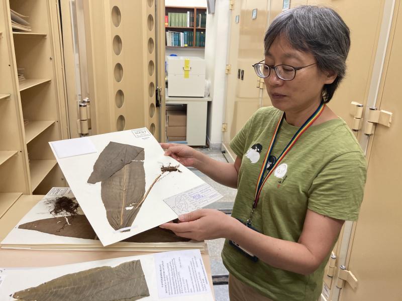 館員為我們展示王弼昭先生採集的膜葉星蕨（Microsorum membranaceum (D. Don) Ching）