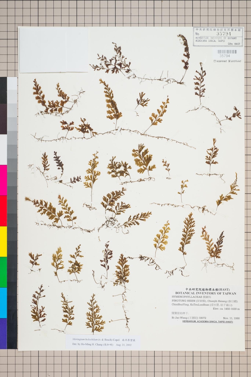 數位化的植物標本（南洋厚壁蕨 Meringium holochilum (Bosch) Copel.）圖檔。