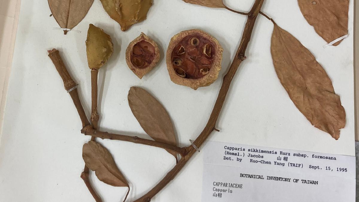 從野外到資料庫：植物標本的資料生命週期