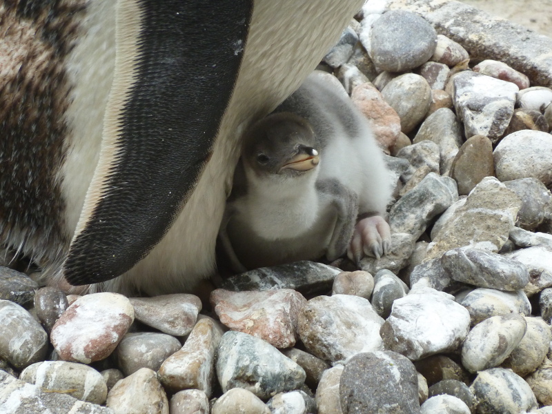 Baby Penguin at Edinburgh Zoo
